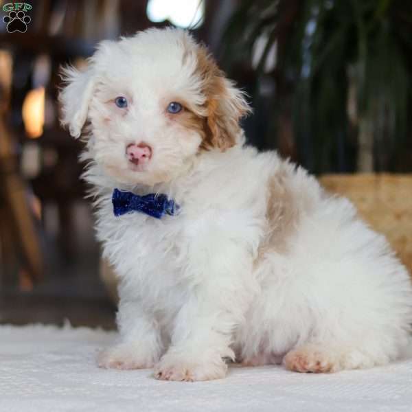 Maxime, Miniature Poodle Mix Puppy